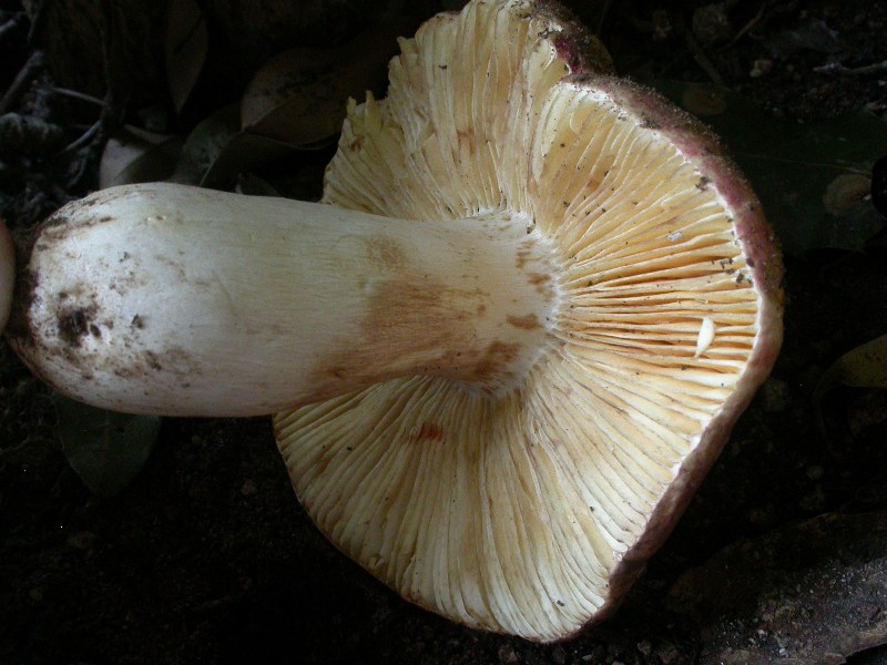 Russula...(cfr. Russula ilicis)